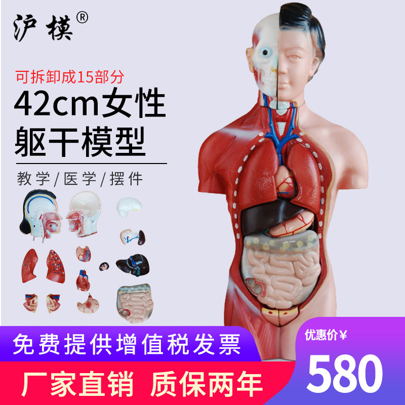 沪模 42CM女性躯干模型15部件可拆分中小学幼儿科学展示模具人体内脏解剖模型XC202B