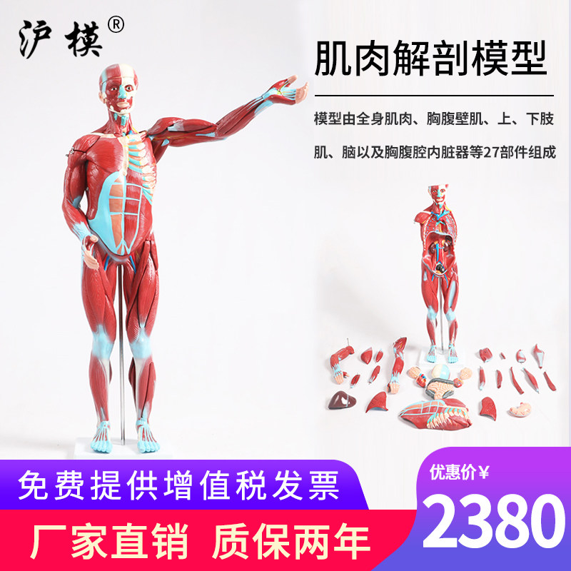 沪模 人体肌肉解剖模型内脏器官解剖模型人体全身肌肉组织解剖模型