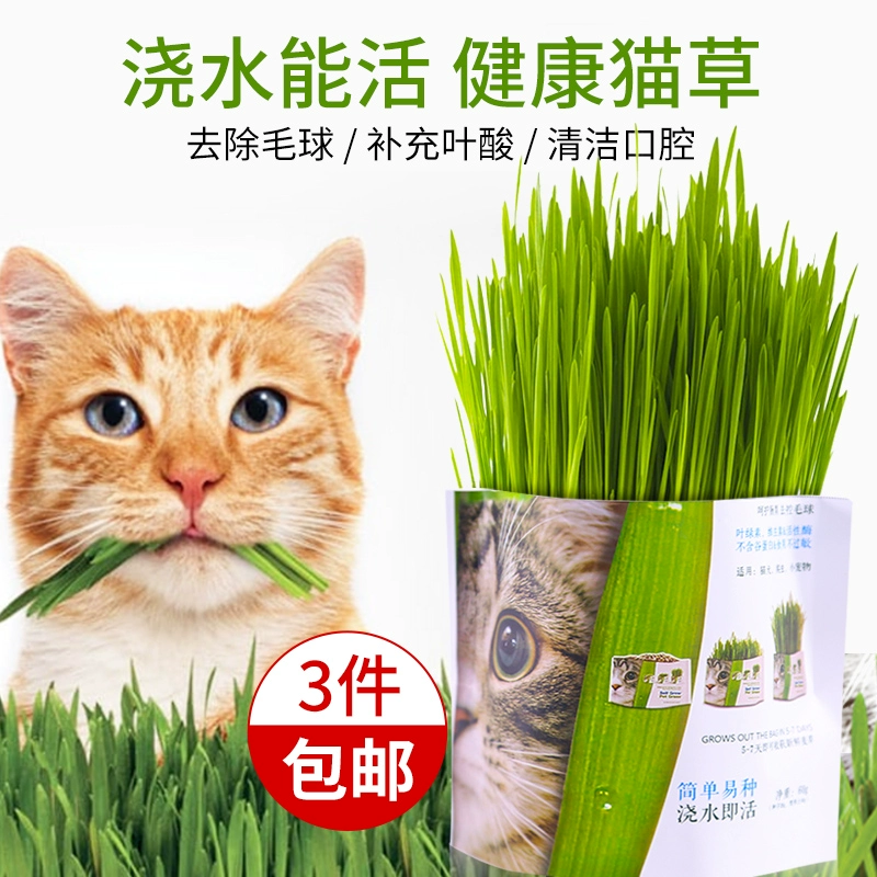 Cát cỏ hạt dinh dưỡng đất thiết lập catnip tẩy lông tự nhiên bóng điều hòa đường tiêu hóa làm sạch miệng mèo ăn nhẹ - Đồ ăn nhẹ cho mèo