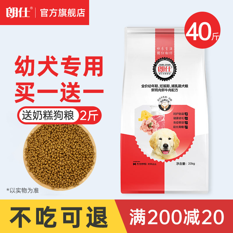 Longsee dog eating young dog 40 catty with golden fur large canine SamoyeLabrador Alaska universal 20kg