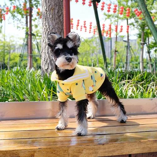 Шнаузерная щенка