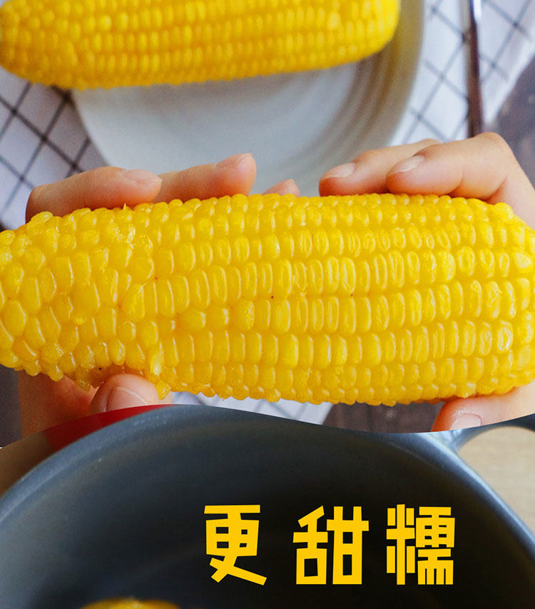 鑫洪腾 非转基因 真空包装黄玉米棒 10棒 图4