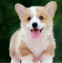 Puppy small short leg Welsh Corky three-color live purebred two-color Corgi short-haired small dog pet dog