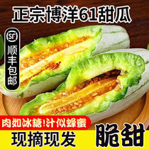 (SF Express) Authentic Shandong Boyang No. 61 Croissant Honey Melon Seasonal Fresh Gift Box Crispy Melon Whole Box