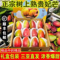 (S.F. Gift Box) Sanya Royal Mango Weight Loss Fruit Fresh 5 Jin Seasonal Fruit Red Golden Dragon Mango