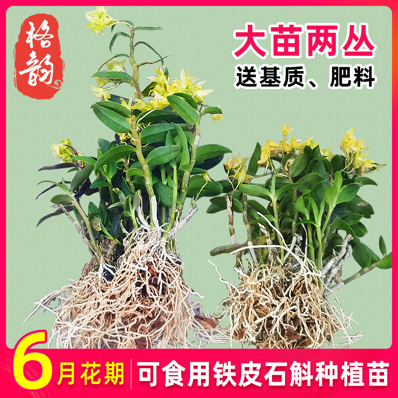 Two bundles of herbs to eat Dendrobium Candidum Fry 3 years Stone Dendrobium Cormi's dendrobium Maple Flower Fresh dendrobium Basin Planted