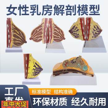 Female lactation breast model breast anatomy breast model maternal and infant care confinement nanny training model