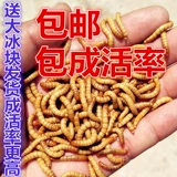 PIN 鄢 钐 钐 钐 钐 钐        狎 狎 狎 500G корма мыши мыши