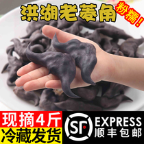 Hubei Honghu old water chestnut fresh water chestnut Pickles fresh chestnut pickles in the season farm specialties 4 Jin Shunfeng