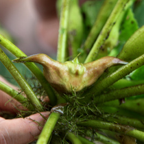 2021 fresh water chestnut fresh pick Hubei Honghu old water chestnut powder water chestnut black water chestnut corner 3kg