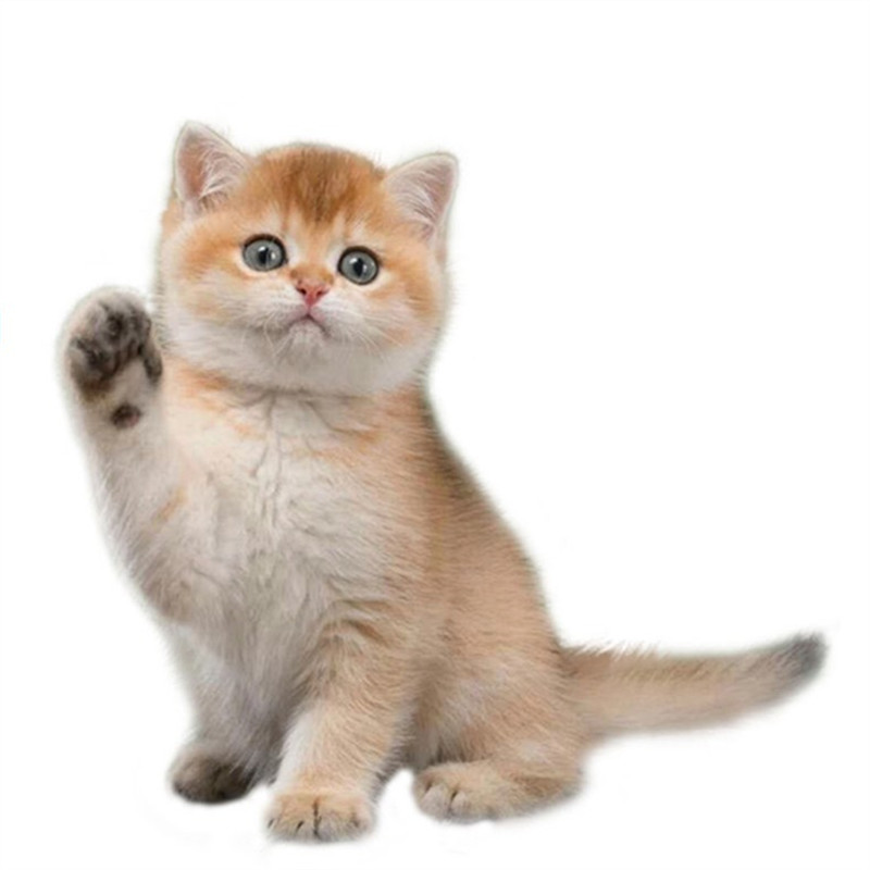 Gold gradient English short gold gradient kitten cub NY12 color pure seed gradient pet cat British short-haired cat gold gradient