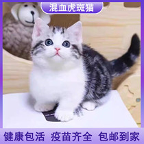 American short tabby cat mixed breed super cute internet celebrity shorthair cat pet cat docile little milk cat kitten is easy to feed