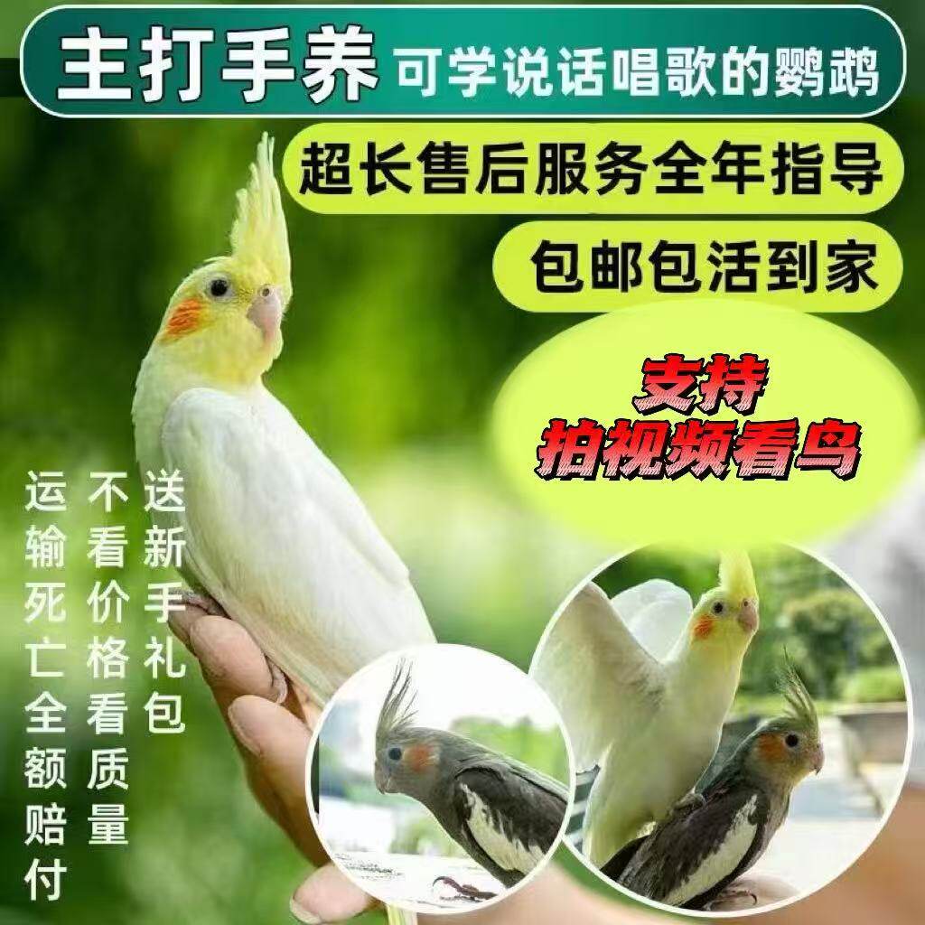 上手玄凤鹦鹉！🐦活体宠物鸟，中型手养亲人黄化珍珠虎皮，快来get你的萌宠吧！✨-鸟-淘宝好物网
