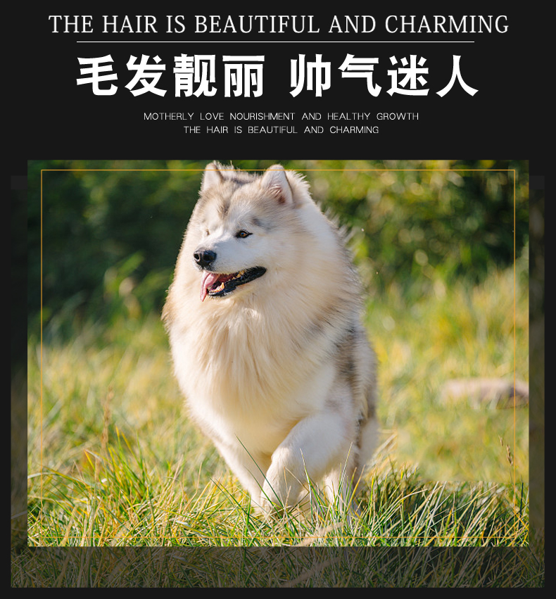 Thức ăn cho chó Weizi nói chung loại 40 kg tải 20kg lông bông vàng Alaska Moyer chó con trung bình và lớn - Chó Staples royal canin cho chó con
