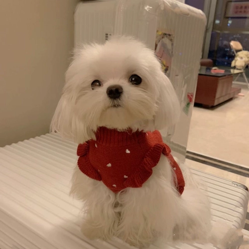 Одежда для собак весенне-осенний свитер Тедди Бишон Померанский шпиц щенок кошка щенок маленькая собака