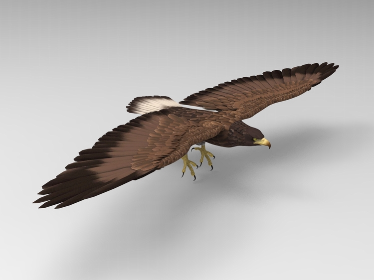 C4D飞行动物FBX老鹰STL鸟类OBJ禽类飞禽三维模型素材设计-cg男孩