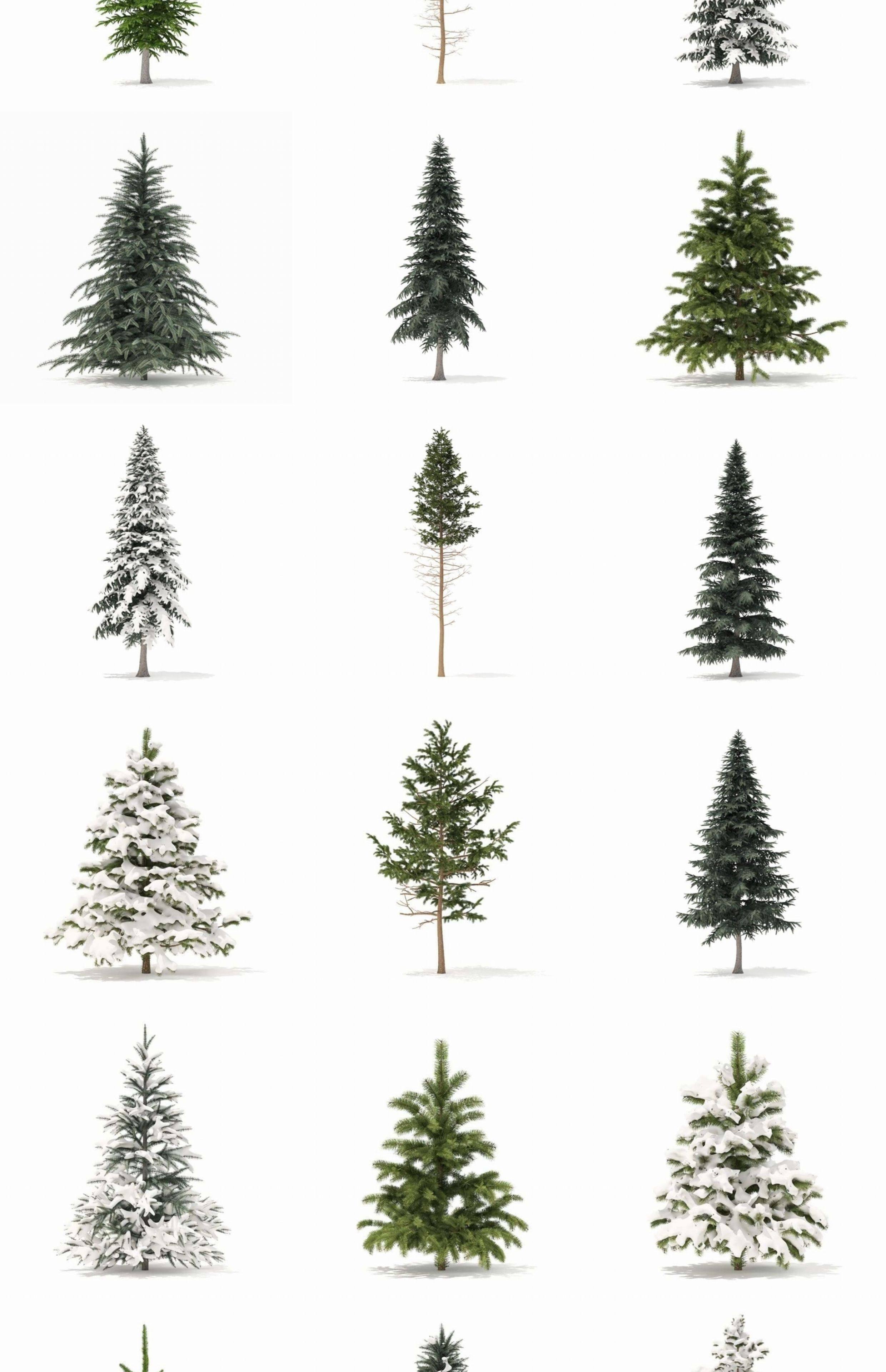 图片[4]-C4D冬季积雪植物FBX松树OBJ树木圣诞树场景道具三维模型设计素材-cg男孩