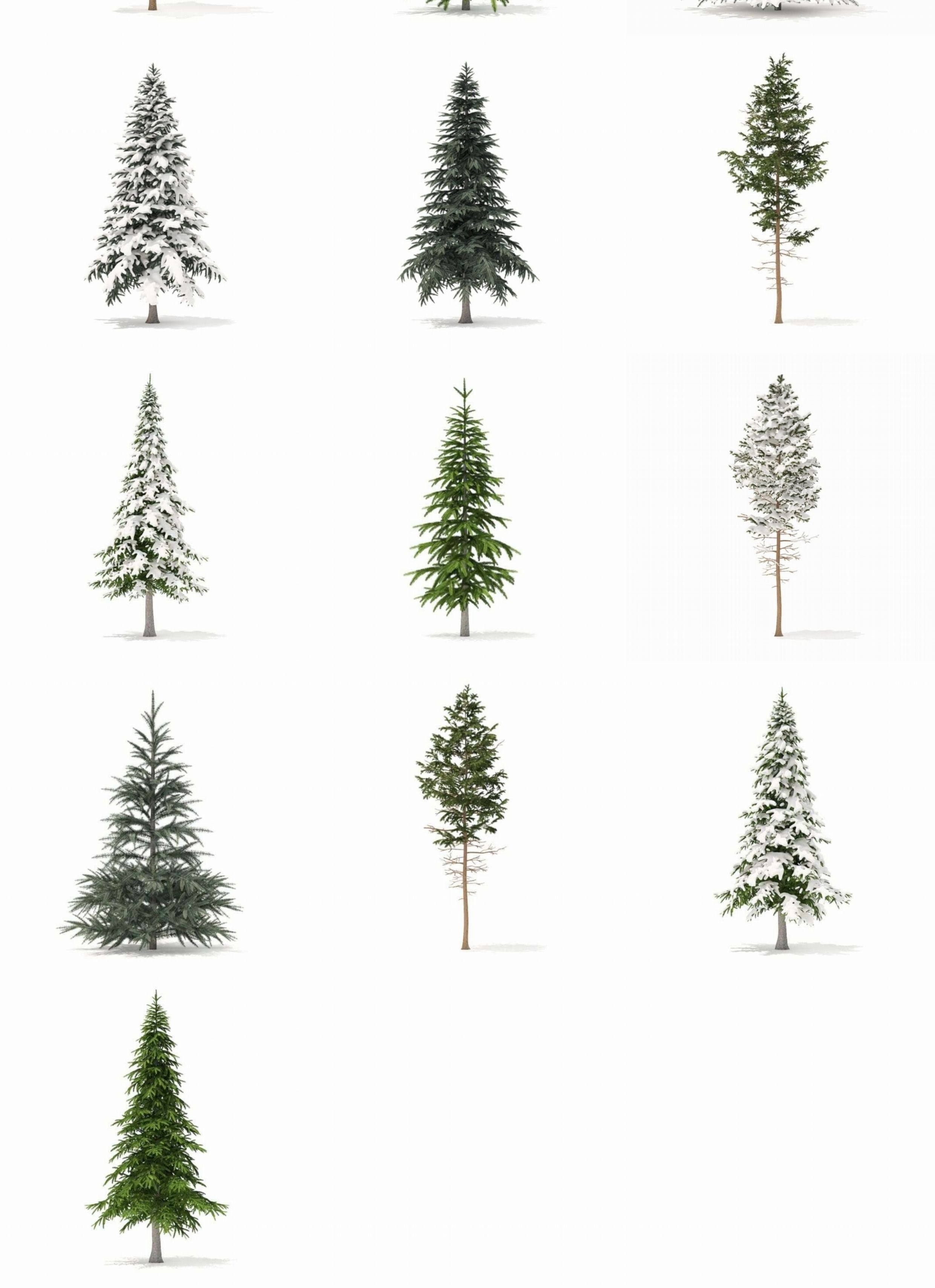 图片[6]-C4D冬季积雪植物FBX松树OBJ树木圣诞树场景道具三维模型设计素材-cg男孩
