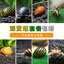 Mini fish tank manure snail ornamental clean water tank ecological field snail algae live pet bottom water Family