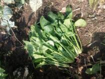 Farming fresh spinach Flying Dragon vegetables self-grown farmyard manure pesticide-free planting vegetables Old three farmhouse vegetables household cooking