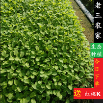 Fresh motherwort wild kungrass wild cabbage sand green female cultivation period 500g Guangdong 5kg