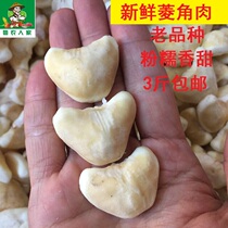 Guangdong Chaoshan fresh water chestnut meat wild chestnut shell old water chestnut Lotus carp rice is now picked 500 grams full 2kg