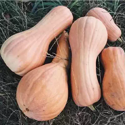 Fresh old pumpkin long Pumpkin baby non-staple food pumpkin puree powder glutinous sweet fresh vegetables 3kg