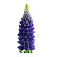 Lupine flower seed perennial cold-resistant flower balcony potted garden grass flower flower sea seed four seasons sow lupine