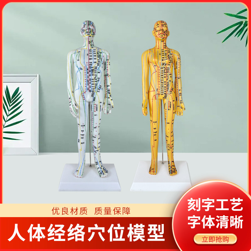 人体经络模型穴位通模型男女人模模特教学参考中医教学指导