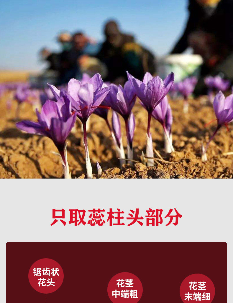 固顺堂 伊朗原产藏红花 1g 图7