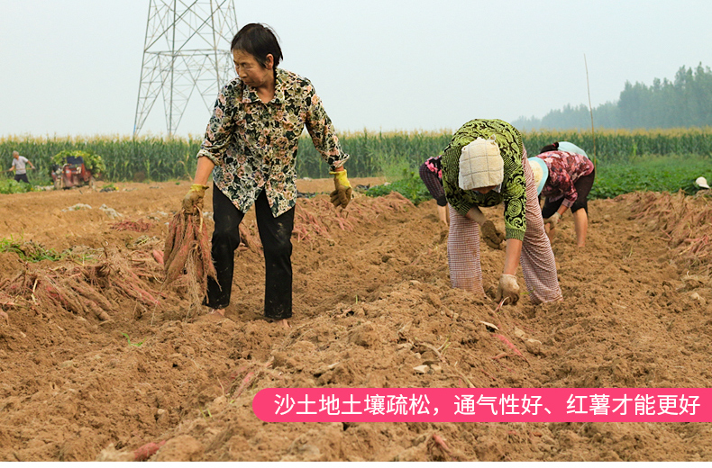 【5斤装】新鲜现挖粉糯香甜板栗红薯