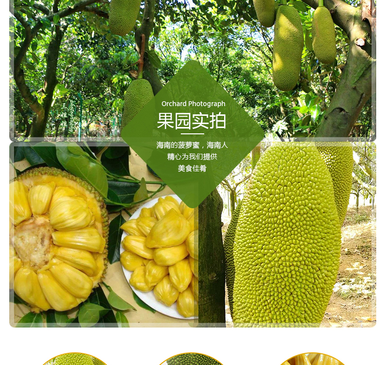 海南三亚 菠萝蜜 17-25斤 果园现摘现发 图3