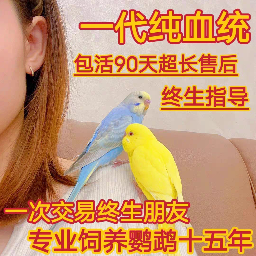 大头虎皮鹦鹉：会说话的真鸟，你的新宠儿？-鸟-淘宝好物网