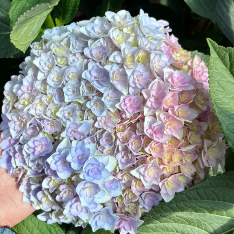 绣球园艺