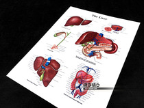 Liver Anatomical Atlas Structure Diagram of Medical Knowledge Middle School Popular Science Education Wall Chart Poster Decorative Painting