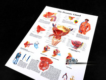 Prostate Anatomical Structure Diagram Health Disease Medical Knowledge Popular Science Education Wall Chart Poster Decorative Painting