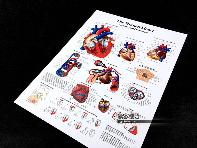 Cardiac structural anatomy map medical high school popular science education map wall chart poster decorative painting