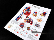 Cardiac structural anatomy map medical high school popular science education map wall chart poster decorative painting