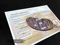 Mitochondrial Animal Cell Primary and Secondary School Biology Teaching Chinese and English Structure Wall Chart Poster Decorative Painting