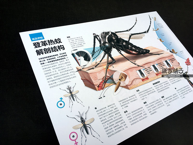 Popular Science Knowledge in Junior High School and Primary School Dengue Fever Aedes Mosquito Anatomical Atlas Structure Wall Chart Poster Decorative Painting