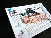 Popular Science Knowledge in Junior High School and Primary School Dengue Fever Aedes Mosquito Anatomical Atlas Structure Wall Chart Poster Decorative Painting