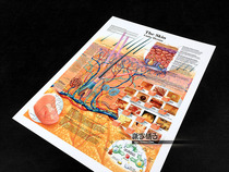 Human skin anatomy structure diagram section diagram scientific atlas wall chart poster decorative painting