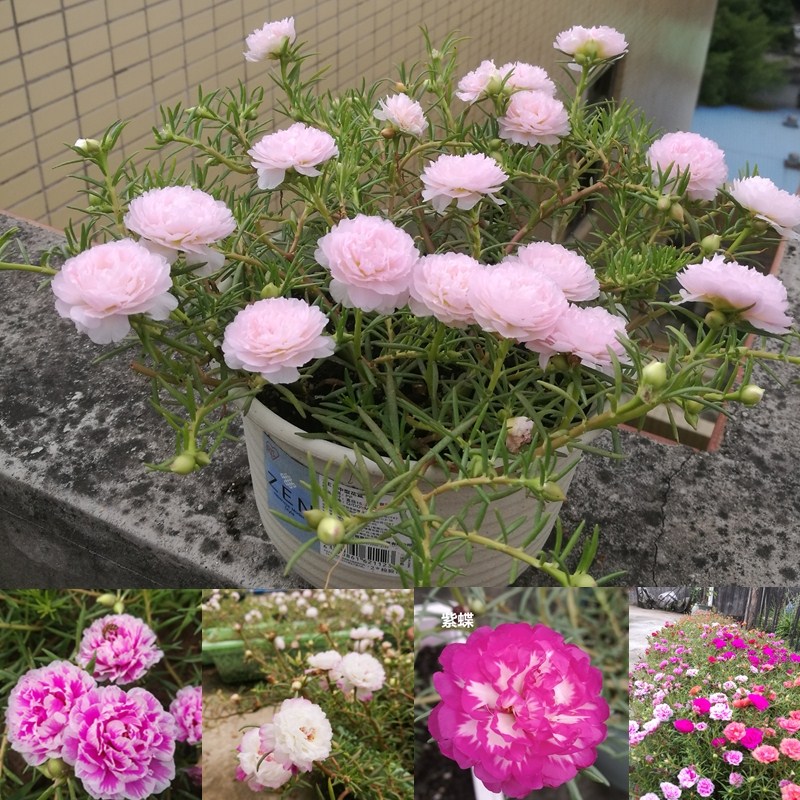 Yard planting flower pine leaf peony sunflower potted seedlings four seasons multicolor big flower purslane flower noon flower