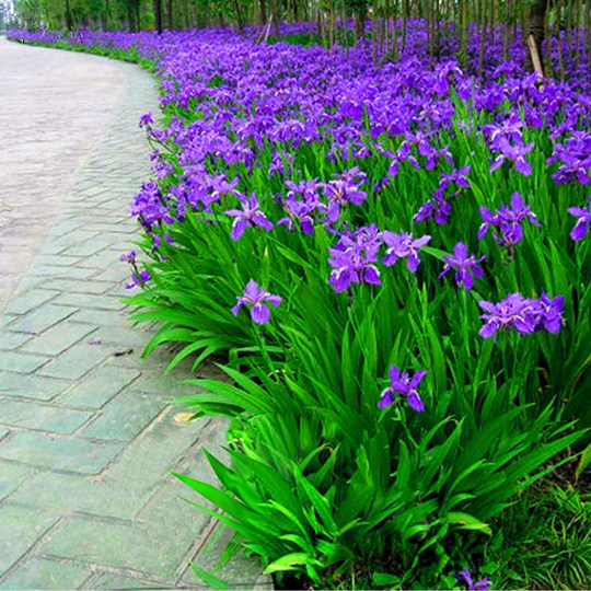 Good raising flowers Horse Orchid potted flowers Outdoor Green plant Courtyard All Season Good Varieties of easy to live Flower Balcony Plants