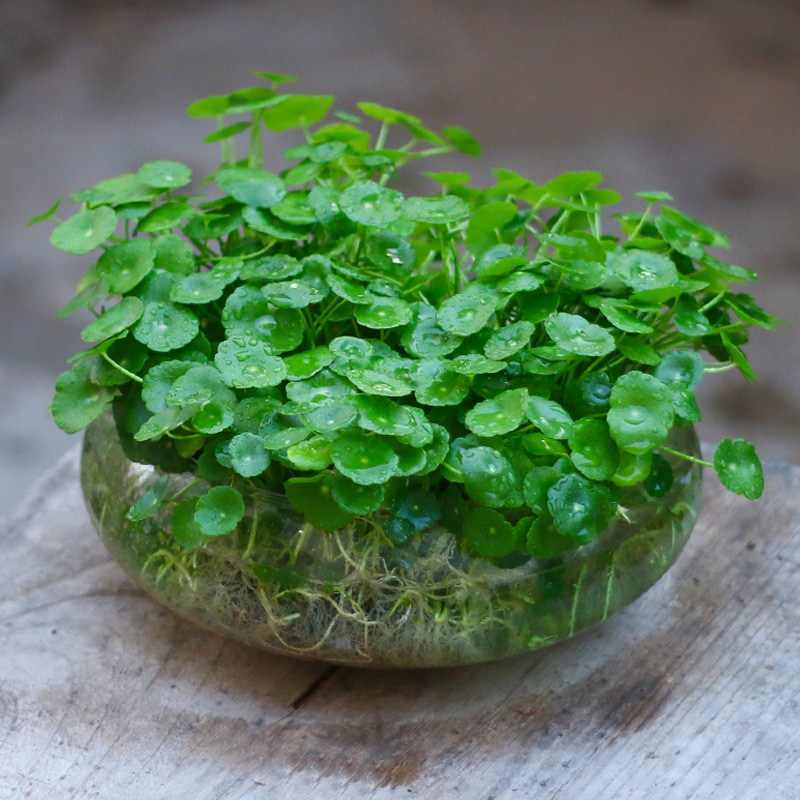 Plants with leaves soaked in water