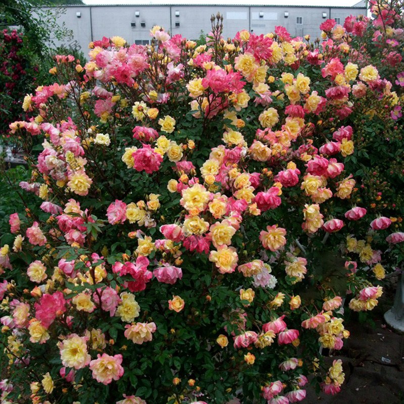 Outdoor balcony garden roof plant flowering outdoor courtyard Teng rainbow flower climbing vine rainbow rose climbing vine