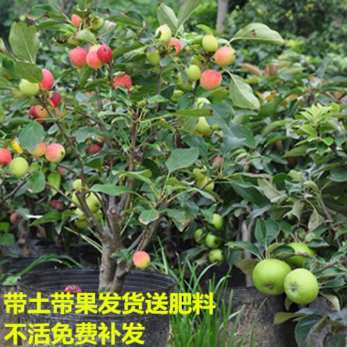 Domestic Easy Flower Pot Plant Indoor Eastern Red Fruit Winter Pot Green Plant to support four seasons