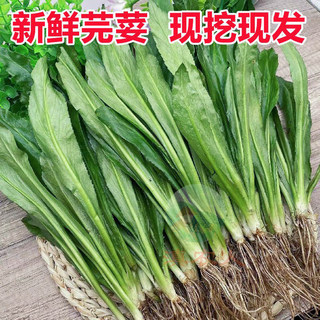 Yunnan wild coriander, fresh myanmar coriander, lao myanmar coriander, dai nationality specialty spice, large coriander, fresh vegetables