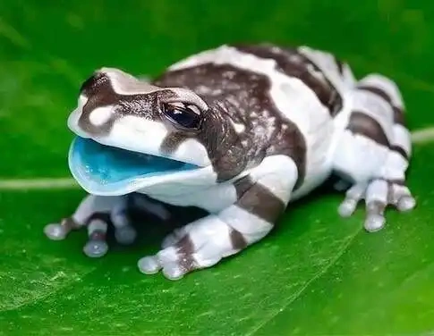 Purebred Wild Amazon Milk Tree Frog, Rare Pet That You Have to Order and Travel Far to Find, with a Long Journey and Extended Wait Time