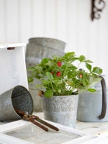 Large collection of solitary products-outdoor American country home garden gardening decoration iron flower pot green plant fleshy flower Ware